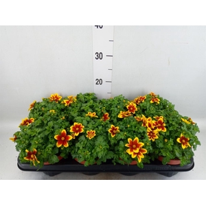 Bidens fer. 'Beedance Painted Yell'