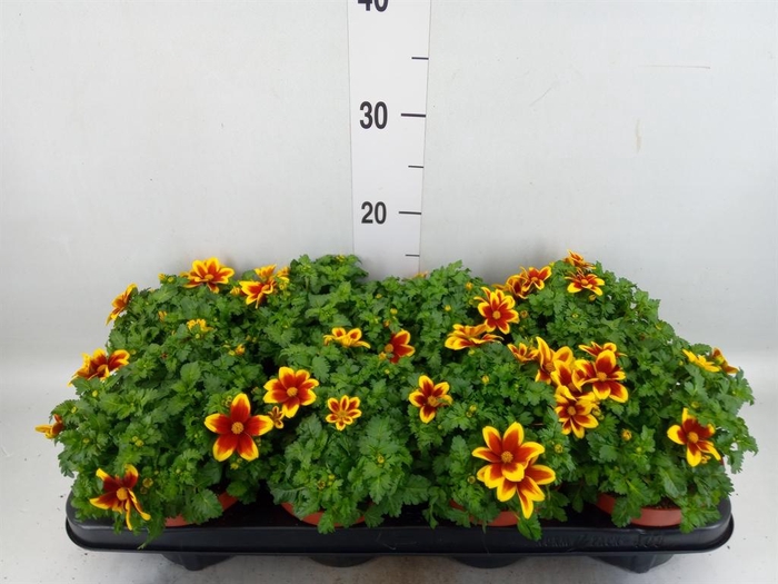 <h4>Bidens fer. 'Beedance Painted Yell'</h4>