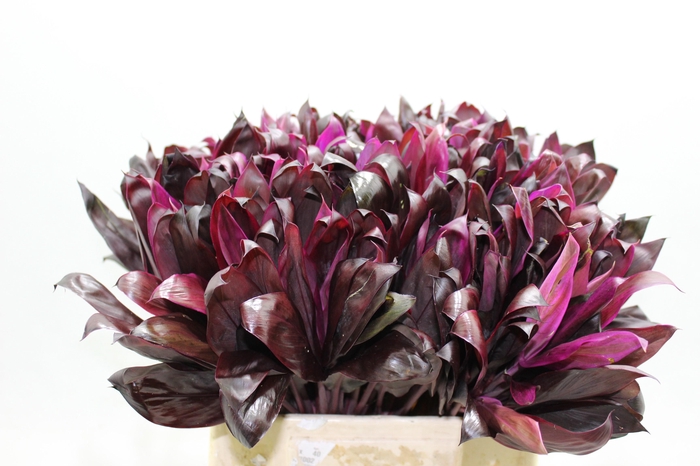 <h4>DECOGROEN OV</h4>