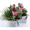 ARR TUINPLANTEN