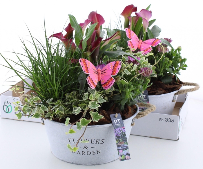 <h4>ARR TUINPLANTEN</h4>