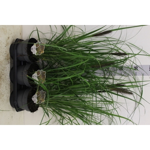 Pennisetum alopec.