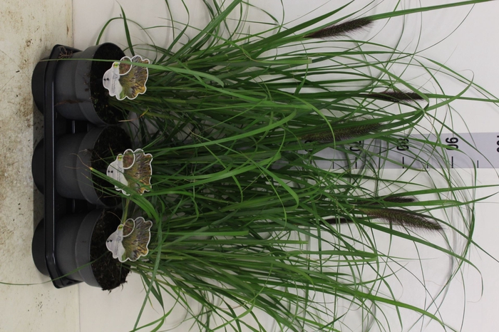 <h4>Pennisetum alopec.</h4>
