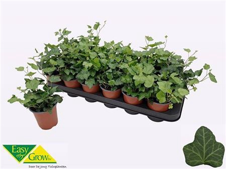 Hedera Wonder
