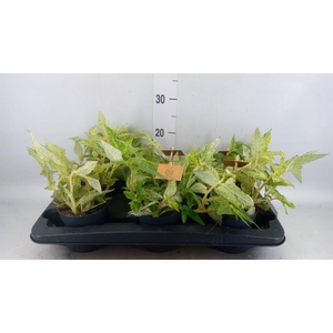 Pellionia repens 'Variegata'