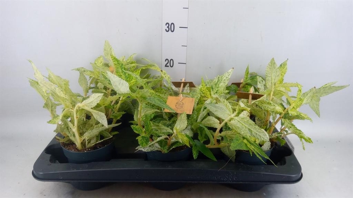 <h4>Pellionia repens 'Variegata'</h4>