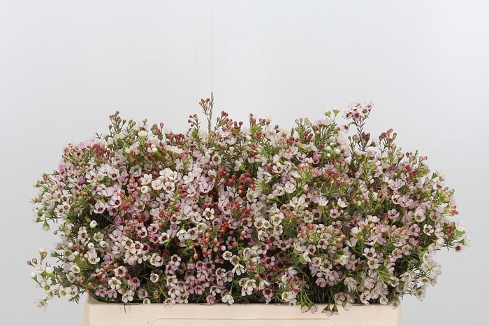 <h4>Chame Blondie</h4>