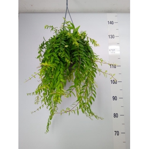 Aeschynanthus  'Japhrolepis'