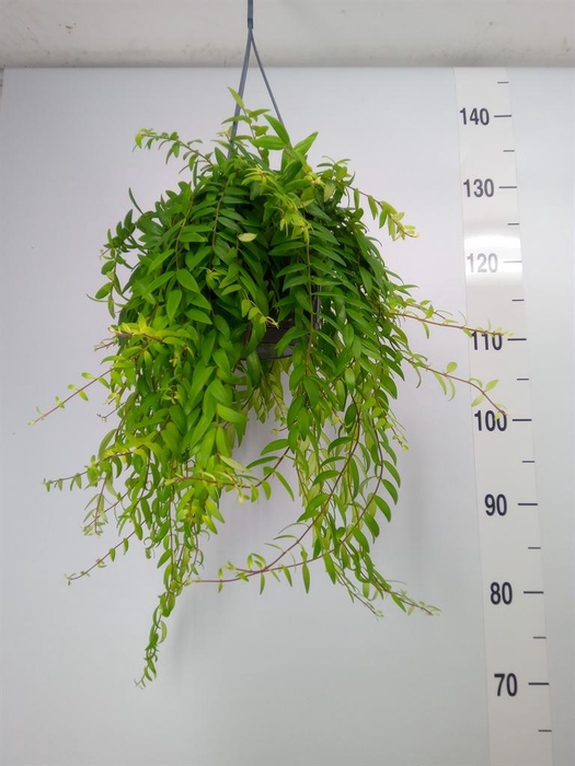 <h4>Aeschynanthus  'Japhrolepis'</h4>