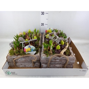 Arr.   Bol/Knolgewas L%