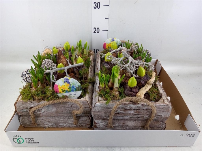 <h4>Arr. Bol/Knolgewas L%</h4>