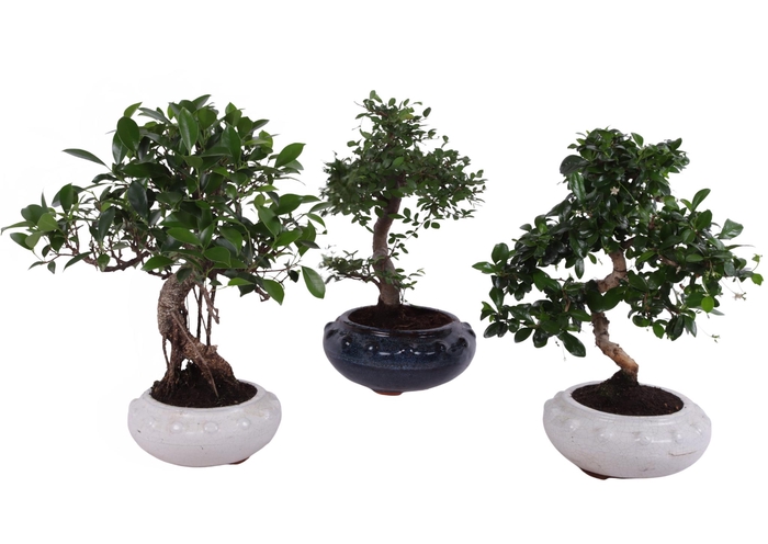 <h4>Bonsai Mixed in ø19cm Round Ceramic S-Shape</h4>