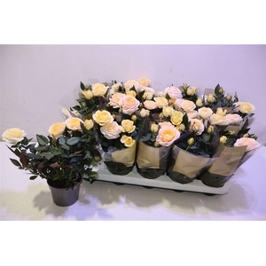 arr8 Ro Belami Kordana