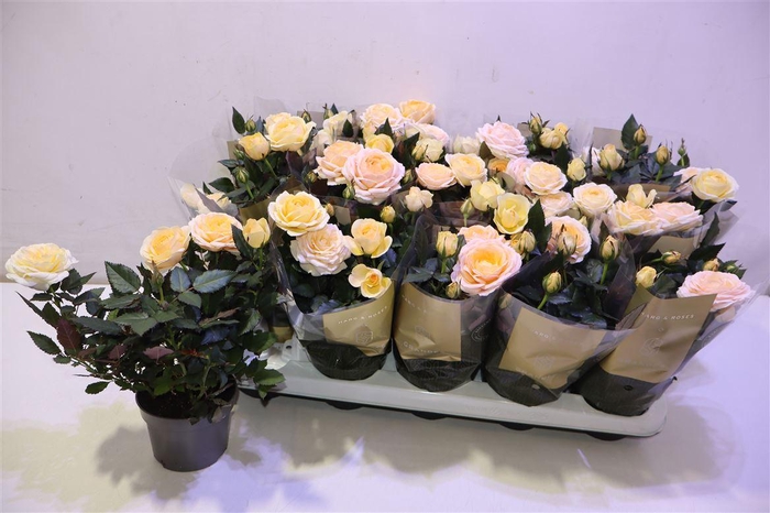 <h4>arr8 Ro Belami Kordana</h4>