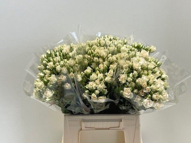 <h4>R TR CREAM GRACIA</h4>