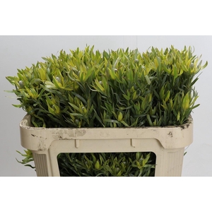 LEUCADENDRON  'PIZZA'