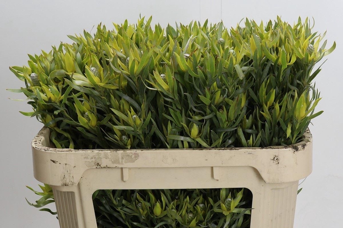 <h4>LEUCADENDRON  'PIZZA'</h4>