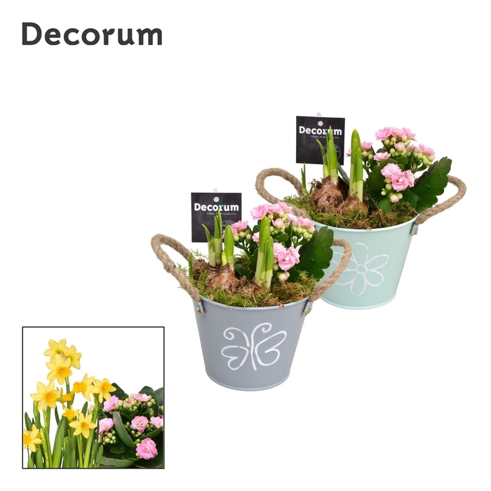 Calandiva & Narcis Bucket Maxi GM HL20647