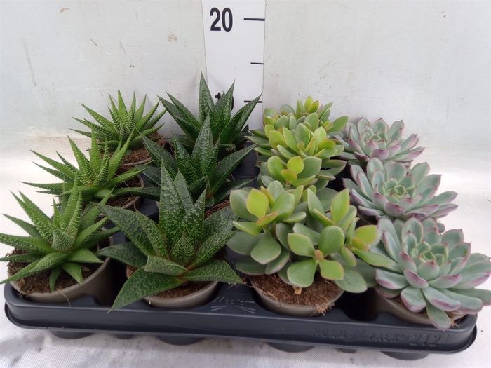 <h4>Succulents   ...mix 4</h4>