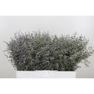 Limonium Misty Blue