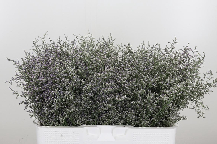 <h4>Limonium Misty Blue</h4>