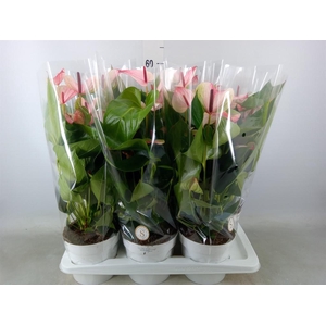 Anthurium andr. 'Mystique'