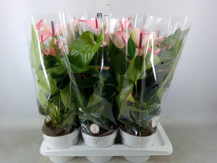 <h4>Anthurium andr. 'Mystique'</h4>