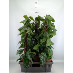 Scindapsus pictus 'Trebie'