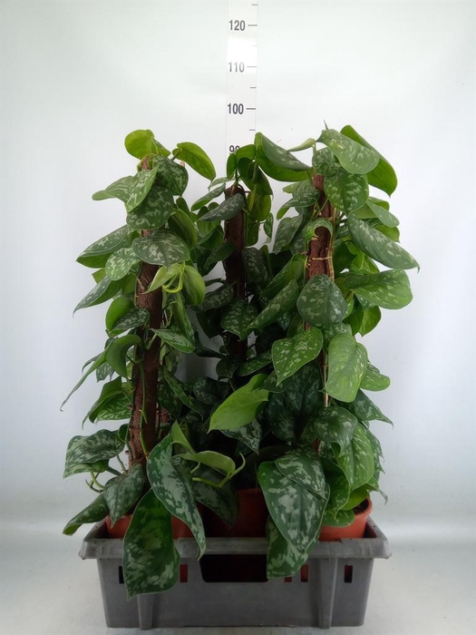 <h4>Scindapsus pictus 'Trebie'</h4>