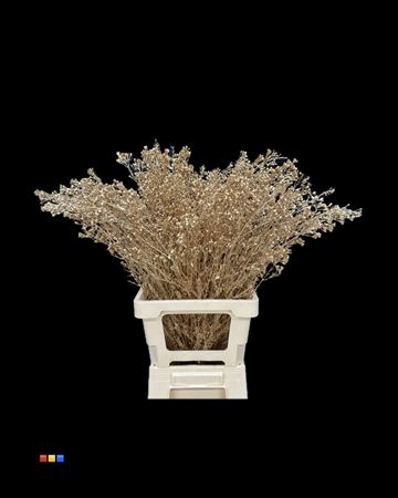 <h4>Waxflower Antique Gold</h4>