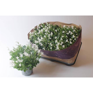Campanula Port Royal 10,5Ø 22cm