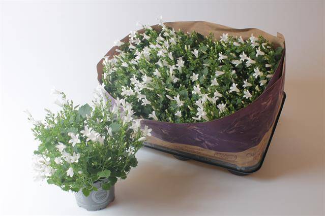 Campanula Port Royal 10,5Ø 22cm