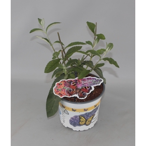 Buddleja Weyeriana 'Flower Power' C2