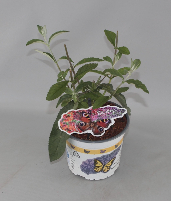 <h4>Buddleja Weyeriana 'Flower Power' C2</h4>