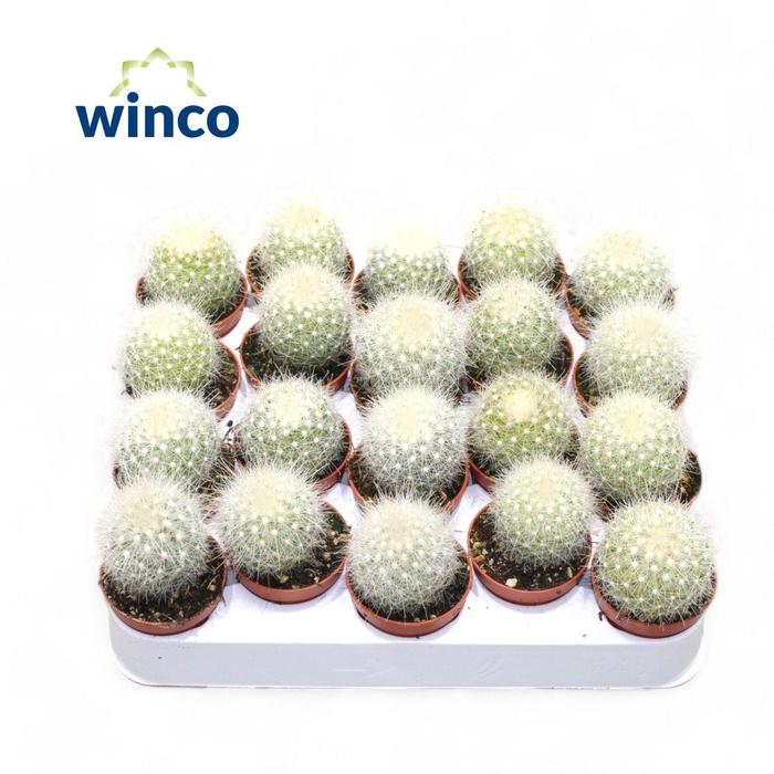 <h4>Mammillaria Senilis</h4>