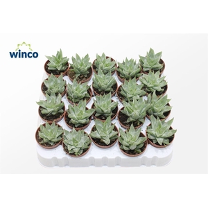 Haworthia Retusa 'white Ghost'