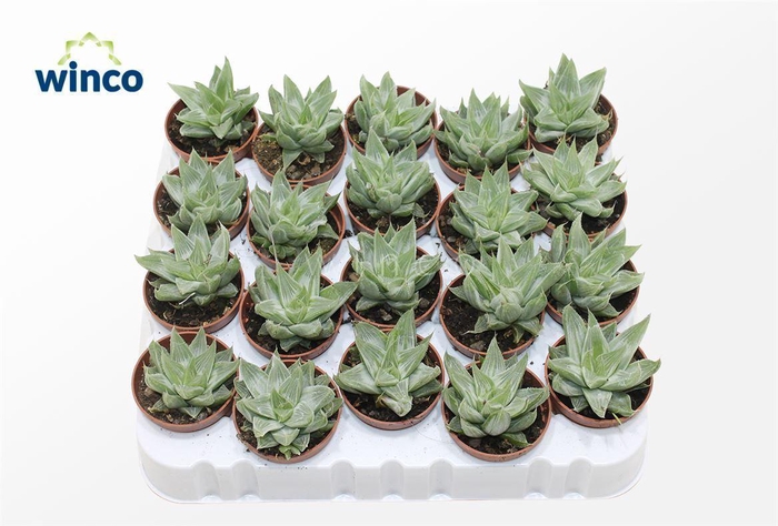 <h4>Haworthia Retusa 'white Ghost'</h4>