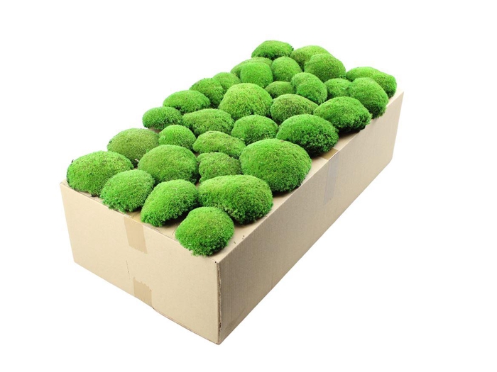 <h4>Mos Bolmos Gepreserveerd 1.0m2</h4>