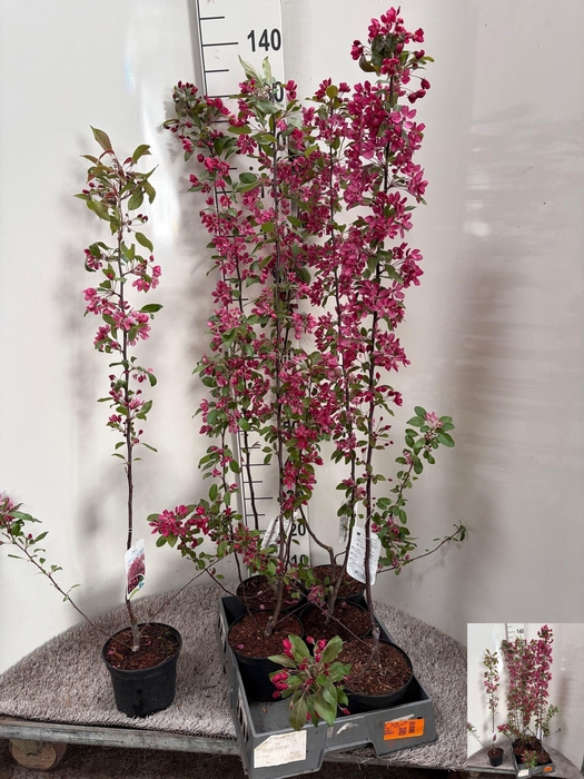 <h4>MALUS PROFUSION</h4>