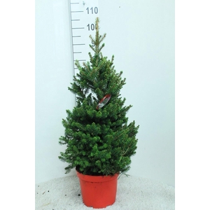 Picea abies 'Will's Zwerg'