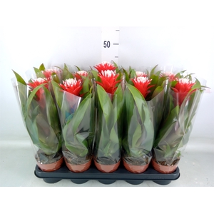 Guzmania  'Hope'