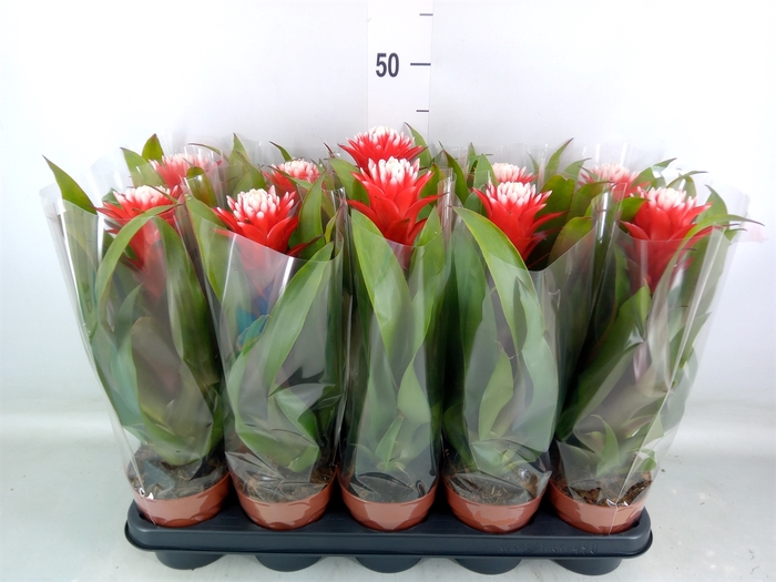 <h4>Guzmania  'Hope'</h4>