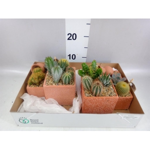 Arr.  Cactus L%