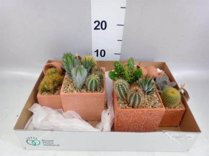 <h4>Arr.  Cactus L%</h4>