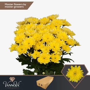 Chr T Baltica Yellow