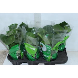 PEPEROMIA POLYBOTRYA RAINDROP P14