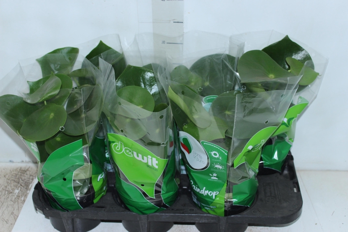 <h4>PEPEROMIA POLYBOTRYA RAINDROP P14</h4>