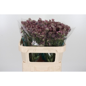 Astrantia Star Of Africa