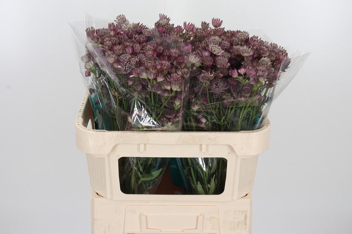 <h4>Astrantia Star Of Africa</h4>