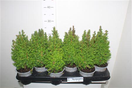 <h4>Cham Th Alpica</h4>